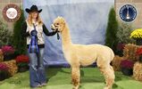 alpaca for sale