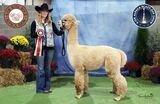 alpaca for sale