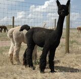 alpaca for sale