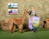 alpaca for sale