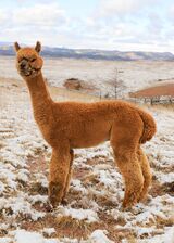 alpaca for sale