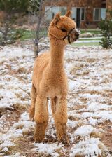 alpaca for sale