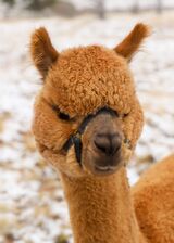 alpaca for sale