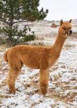 alpaca for sale