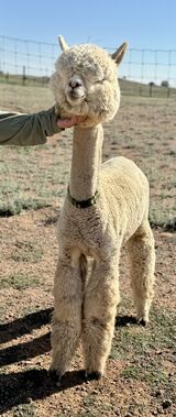 alpaca for sale