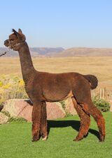 alpaca for sale