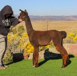 alpaca for sale