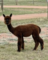 alpaca for sale