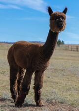 alpaca for sale