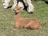 alpaca for sale