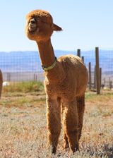 alpaca for sale