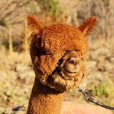 alpaca for sale