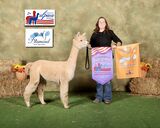 alpaca for sale