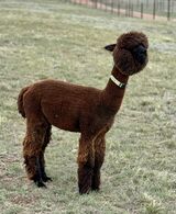 alpaca for sale