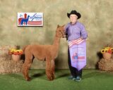 alpaca for sale