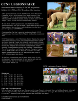 alpaca for sale