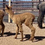 alpaca for sale