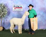 alpaca for sale