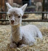 alpaca for sale