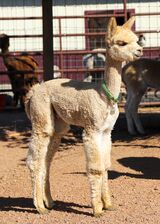 alpaca for sale