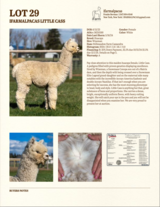 alpaca for sale