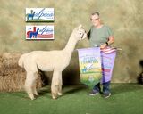 alpaca for sale