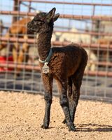 alpaca for sale