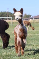 alpaca for sale