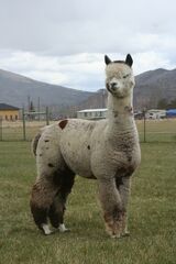 alpaca for sale