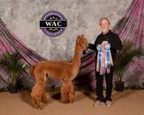 alpaca for sale