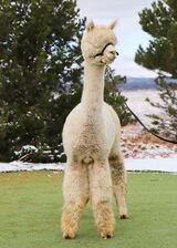 alpaca for sale