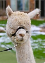 alpaca for sale