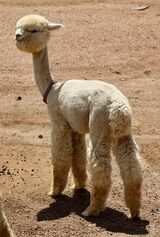 alpaca for sale