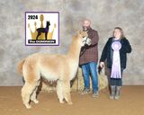 alpaca for sale