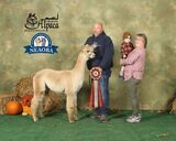 alpaca for sale