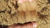 Juvenile Fleece