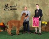 alpaca for sale