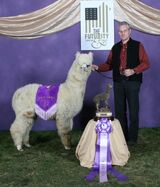 alpaca for sale