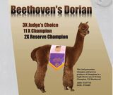 Maternal Grandsire - Beethoven's Dorian