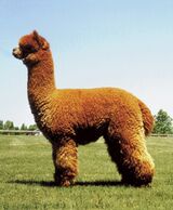 alpaca for sale