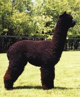 alpaca for sale