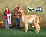 alpaca for sale