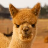 alpaca for sale