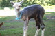 Stunning even as a cria.