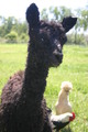 Sir Latte as a cria