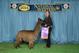 Color Champion at Western Stock Show