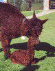 Dam: Azalea & cria