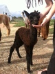 first cria, Hendrix 1 hour old