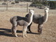 With 2010 cria Razzberry