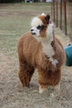 2013 cria, Paparazzi